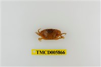 藏品(日本蟳)的圖片